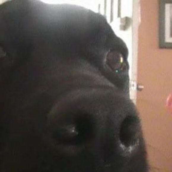 Meet your Posher, Joshua - Picture 1 of 1